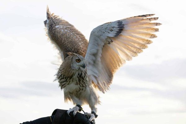 Essential Driving Habits to Adapt When Shifting from a Sedan to an SUV